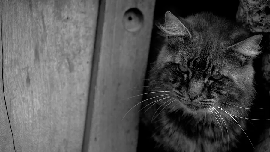 SIMBIOSIS-Cortometraje-Documental